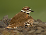 Kildeer and Chick