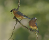 Eastern Bluebird Pair