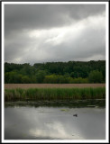 June 05 - A Rainy-Day Duck