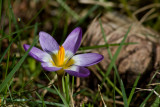 Early Crocus