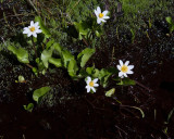 Marsh Flowers