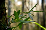 Epidendrum anceps