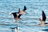 black skimmer in flight