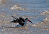 blackskimmer wading