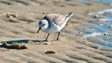 sanderling