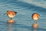 short billed dowitcher