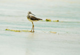 greater yellowleg