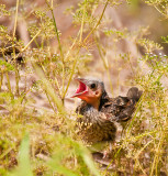 redwinged blackbird chick