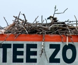 osprey nest