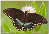 Black Swallowtail August 2