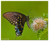 Spicebush Swallowtail August 12