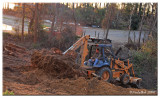 Diggin Up Stumps March 3