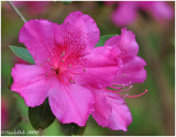 Azalea March 28