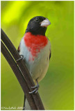 Rose Breasted Grosbeak April 27