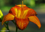 Daylily June 18