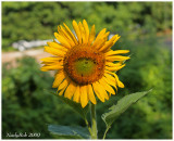 SunFlower July 11