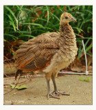 Peachick July 24