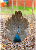 Proud As A Peachick December 18