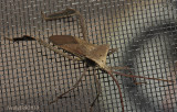 Bug Close-Up January 23