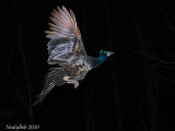 Flying Up To Roost February 18