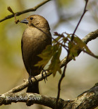 Female Cowbird April 2