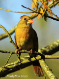 Cardinal April 5