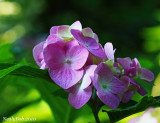 Hydrangea May 18