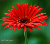 Daisy May 24