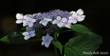 Lace Hydrangea May 25