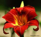 Daylily May 30