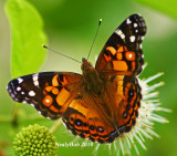 Painted Lady Butterfly June 9