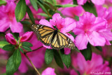Butterfly March 30
