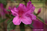 Azalea