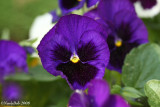 Pansy