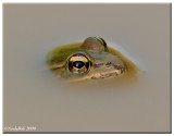 Frog April 12