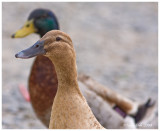 Two Ducks May 8 *