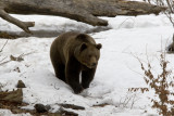 Brown Bear 003.JPG