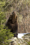 Brown Bear 011.JPG