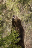 Brown Bear 013.JPG