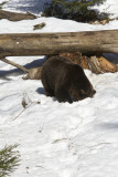 Brown Bear 020.JPG