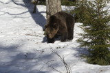 brown Bear (ursus arctos )