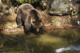 Brown Bear 024.JPG