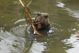 Brown Bear 029.JPG