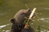 Brown Bear 038.JPG