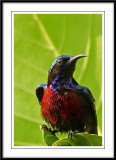 Purple-throated Sunbird.jpg