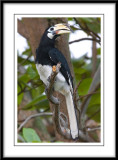 Oriental Pied Hornbill.jpg