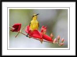 Female olive backed sunbird 3.jpg