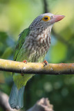 Lineated barbet close up.jpg