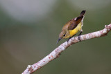 Olive backed Sunbird 6.jpg