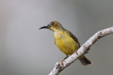 Brown Throated Sunbird (female).jpg